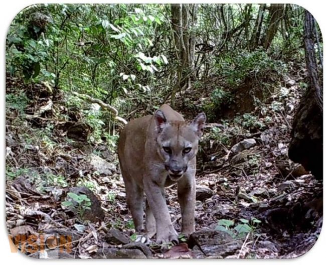 Se reforzarán los trabajos para la preservación de vida silvestre en Tierra Caliente