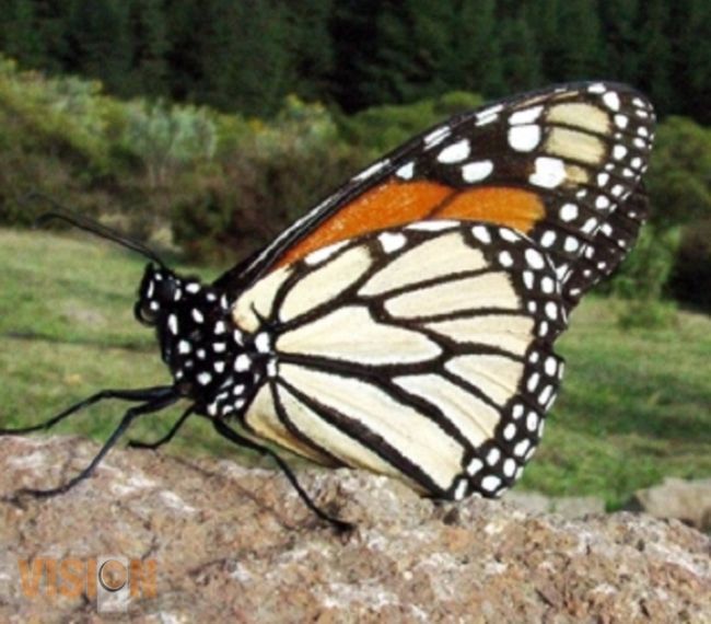 Fenómeno de migración de la mariposa monarca ha disminuido en un 90% 