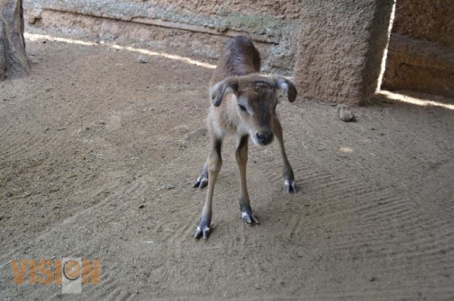 Nacen dos antílopes en el Zoológico Benito Juárez