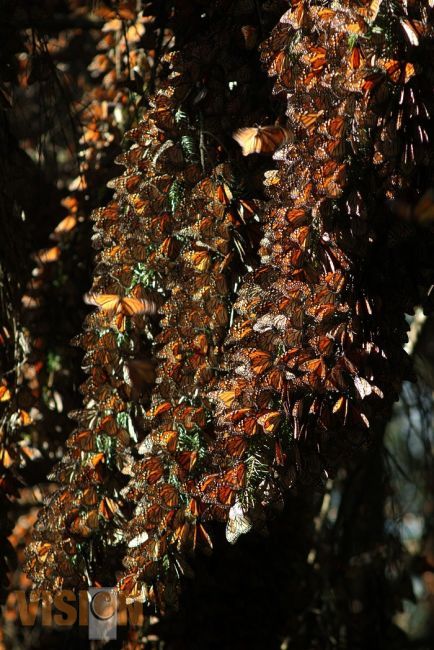 Por primera vez abren 4 paraderos turísticos de la Mariposa Monarca 