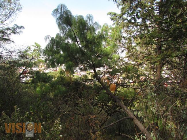 Mando Unificado reforzará labores de vigilancia en bosques y selvas