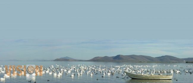Arriban miles de pelícanos a la Isla de Petatán