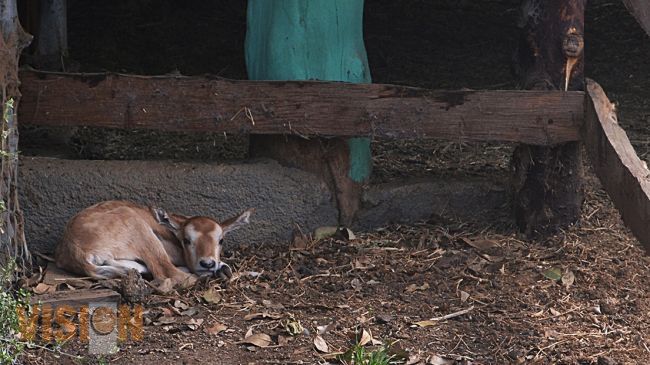 Nace en el Zoológico de Morelia, especie extinta en la vida silvestre 