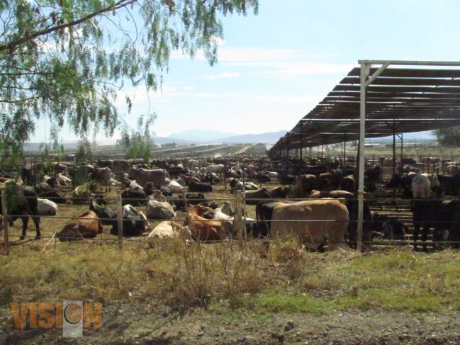Vigilan que empresa productora de carne esté comprometida con el medio ambiente