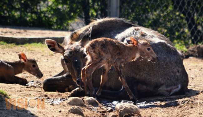 Nacen tres antílopes en el Zoológico de Morelia