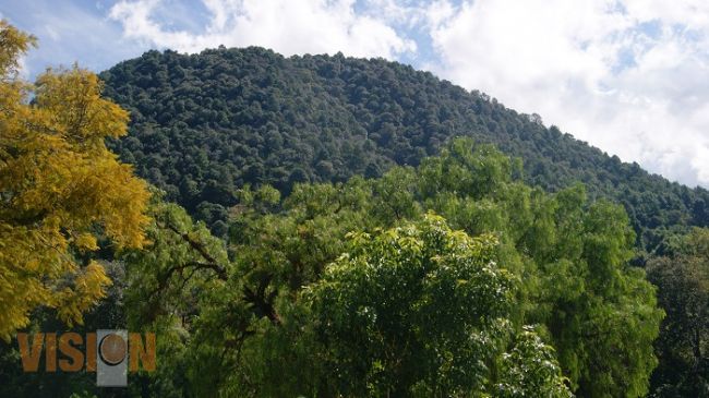  COFOM: Michoacán tendrá un sector forestal sustentable y moderno