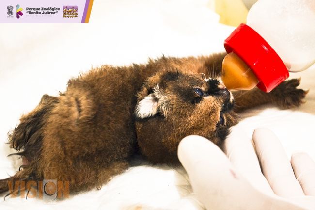 Zoológico de Morelia anuncia el primer nacimiento histórico de un Caracal 