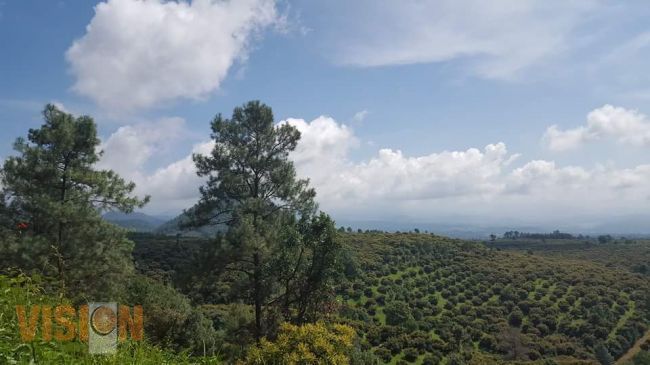 Meseta Purépecha, Michoacán: bosques convertidos en aguacate