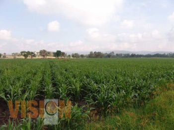 Inicia recepción de solicitudes para los productores de maíz y frijol de Michoacán