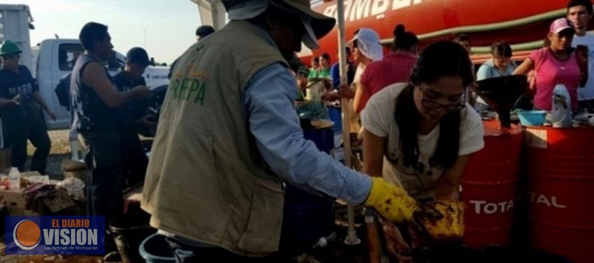 Atiende Profepa ejemplares de vida silvestre afectados por derrame de combustóleo en Michoacán