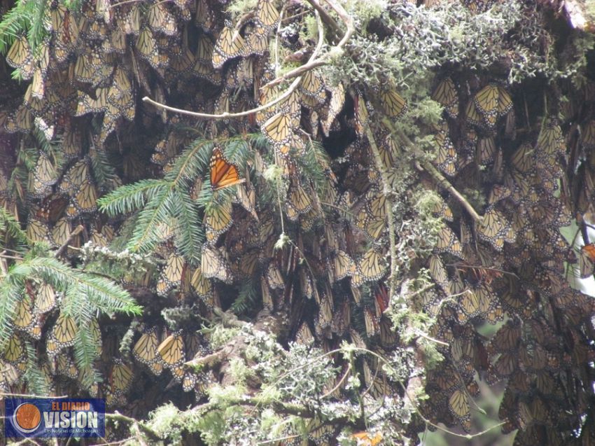 Registran a 160 mil visitantes en los Santuarios de la Mariposa Monarca 