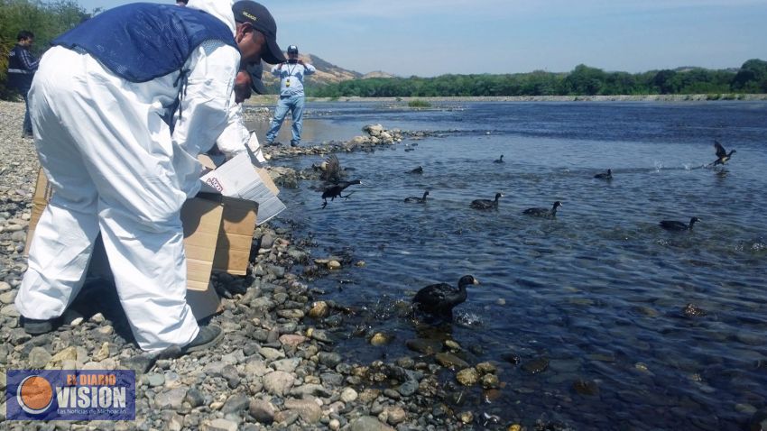 Participó el Zoológico de Morelia en acciones de limpieza de aves en LC  