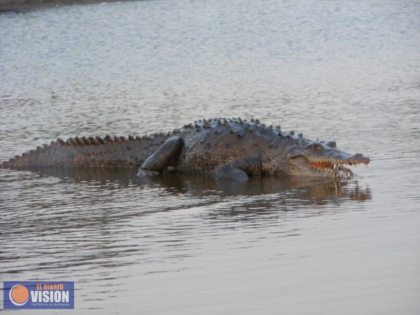 Ciudadanos participarán en la conservación de El Maglito en Lázaro Cárdenas