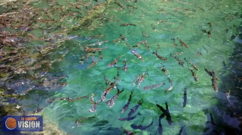 En esta cuaresma,  la trucha del Parque de Uruapan