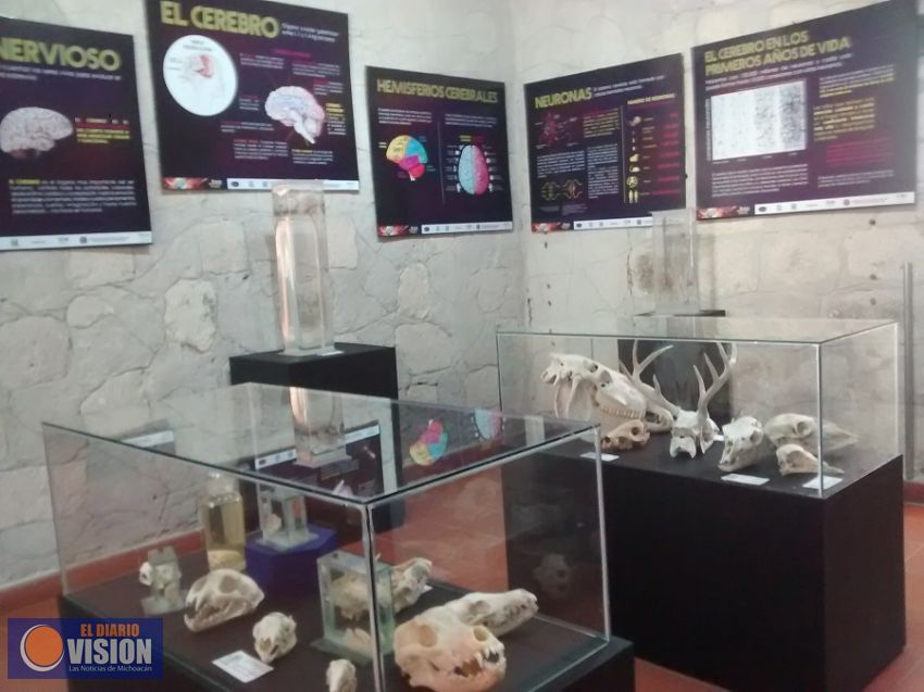 Exhibirá Museo de Historia Natural estructura ósea del elefante “Bongo”