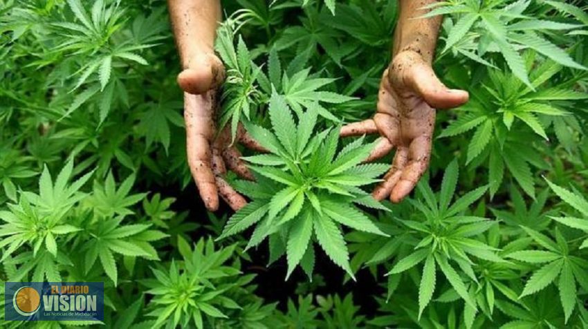 El PRD presenta en Diputados y Senado iniciativas para regular uso medicinal de la mariguana