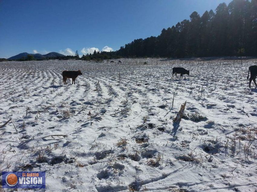 Miles de hectáreas dañadas por reciente granizada en el Estado