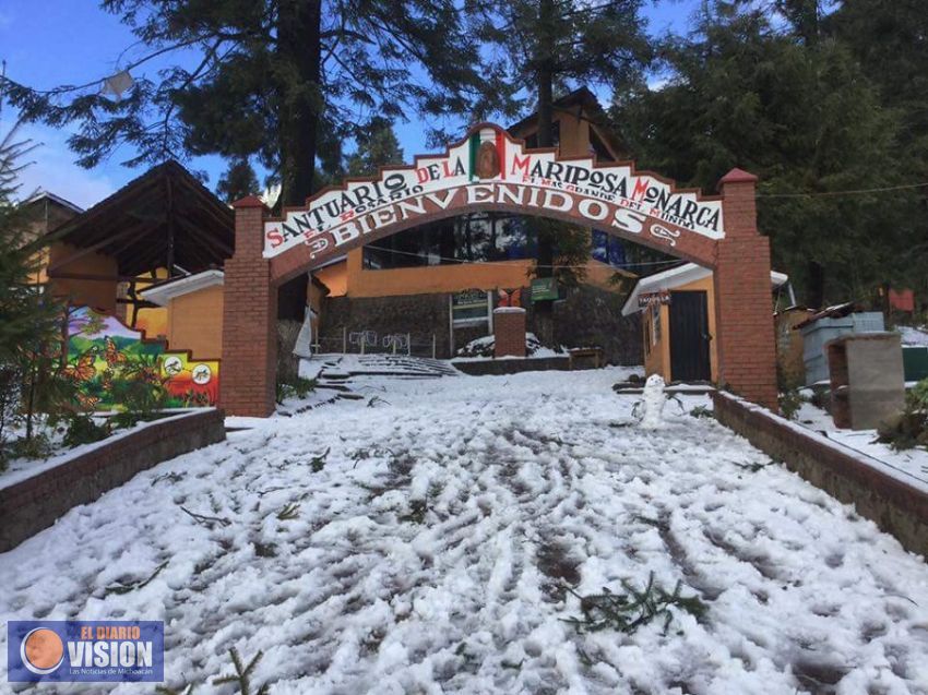 Mariposas Monarca resisten clima helado de últimos días