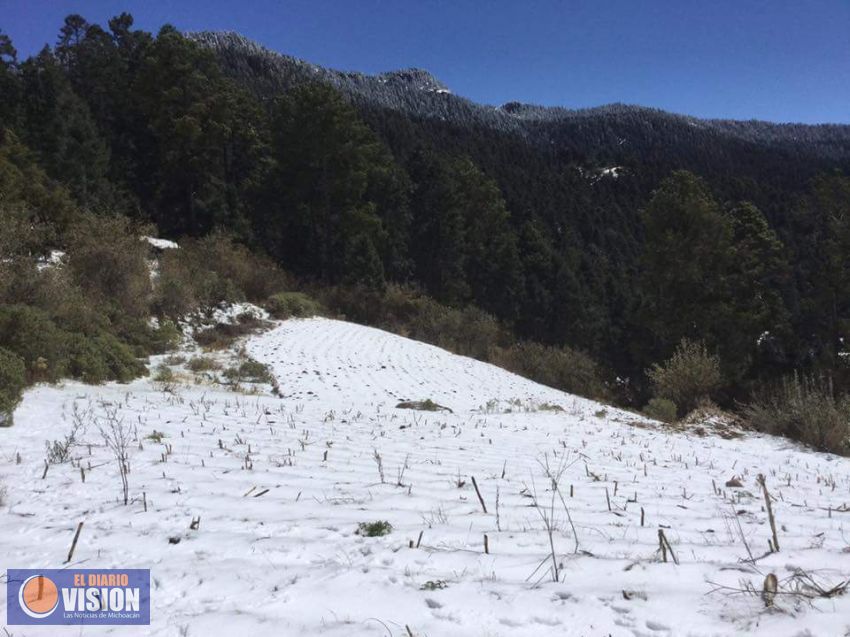 Mueren 1.5 millones de mariposa monarca tras nevada 