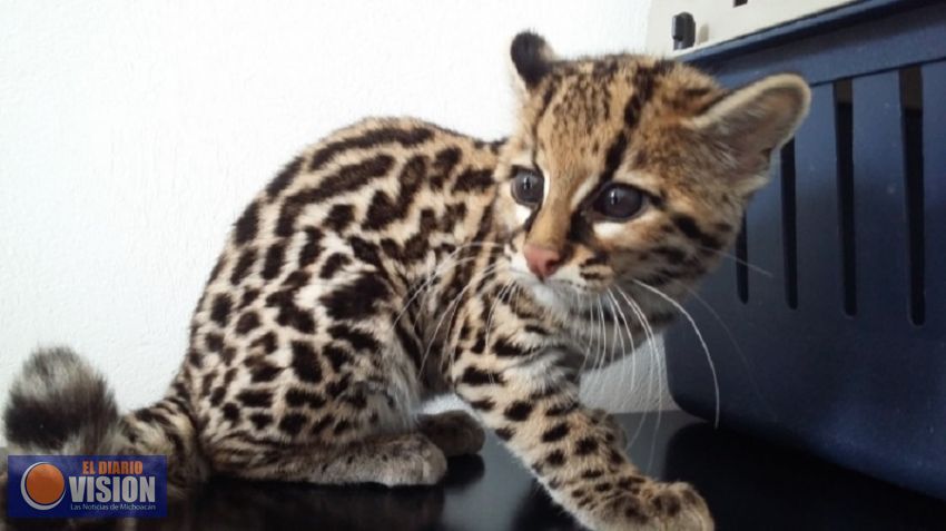 Rescatan a leopardo cachorro en Michoacán y lo trasladan a México para rehabilitación 
