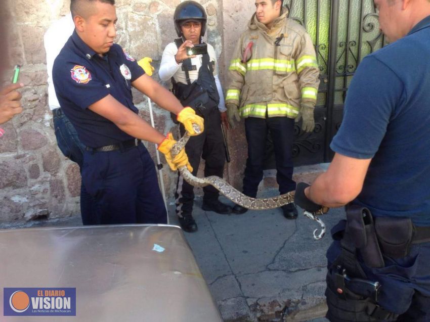Capturan serpiente gigante en Centro de Morelia 