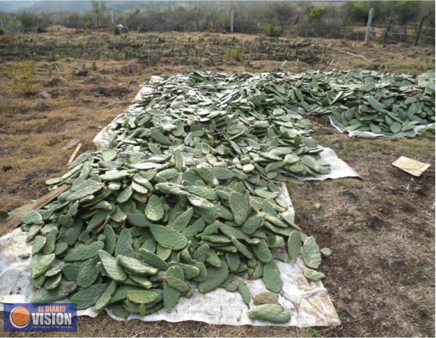 Tecnológico de Puruándiro desarrolla biogás a partir de nopal