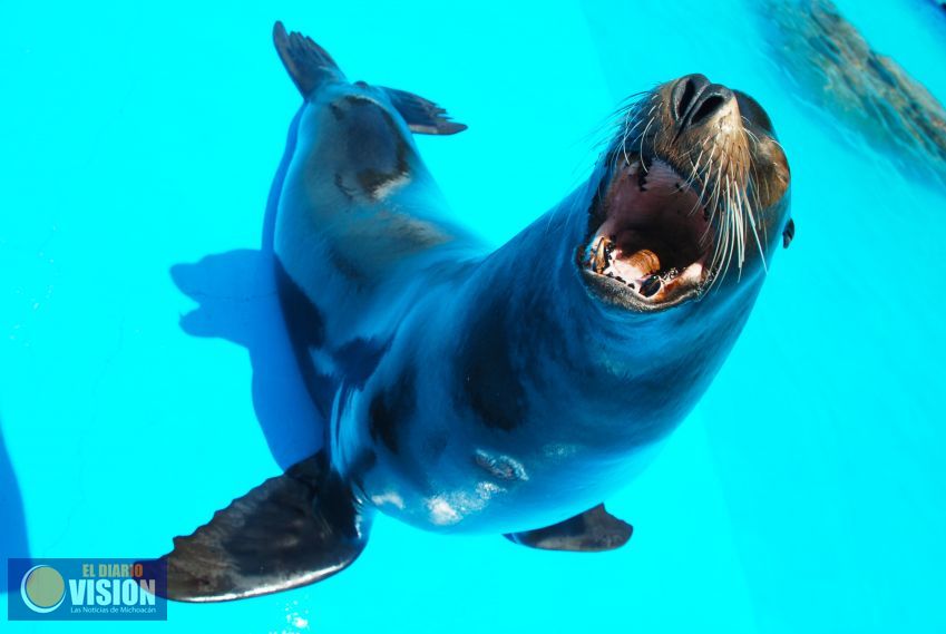 Ya no realizarán show los lobos marinos del Zoológico de Morelia ante observaciones de Profepa 