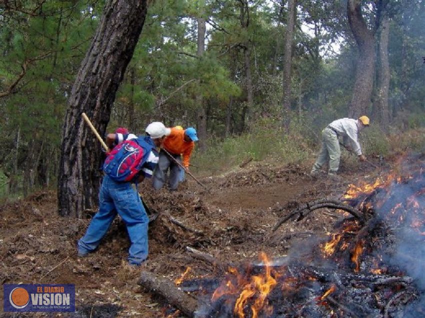 Incendio de la mariposa monarca afectó 1.5 hectáreas de arbustos y encineras