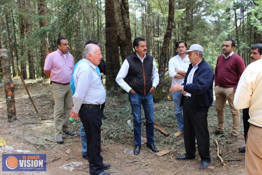 Se decretaría nuevo santuario de la Mariposa Monarca en Maravatío