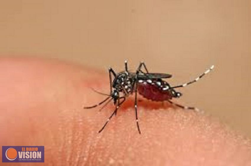 SSM mantiene acciones permanentes contra proliferación del mosco transmisor del dengue