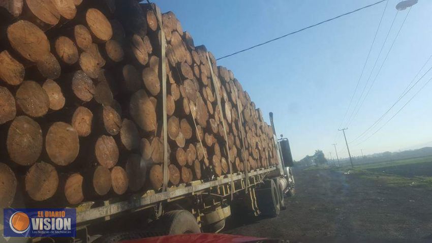 Bosques Indefensos