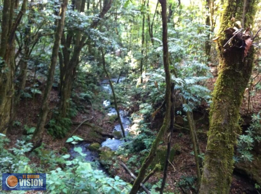 Analizan estrategias para el rescate de los bosques y selvas de Michoacán