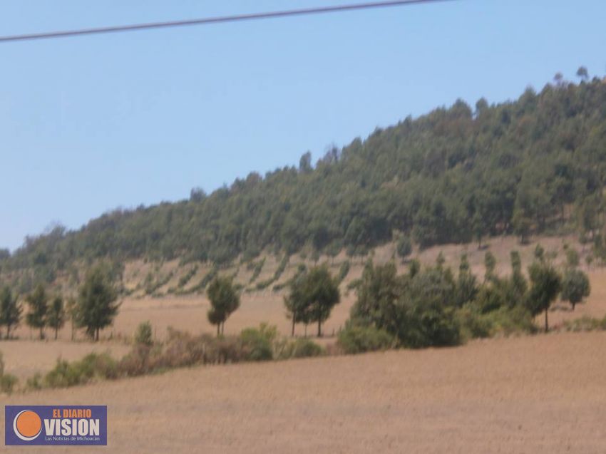 El cultivo del aguacate y su letal impacto ambiental y social 