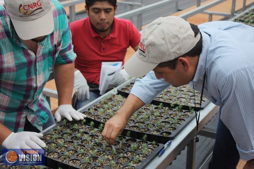 Michoacán es capacitado en plagas y enfermedades en viveros forestales 