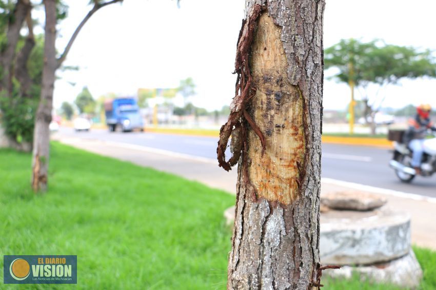 Dañan arbolitos recién plantados en un tramo del Boulevard Industrial en Uruapan