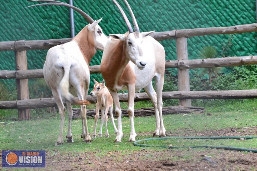 Nace en el Zoológico de Morelia cría de especie extinta de la vida silvestre