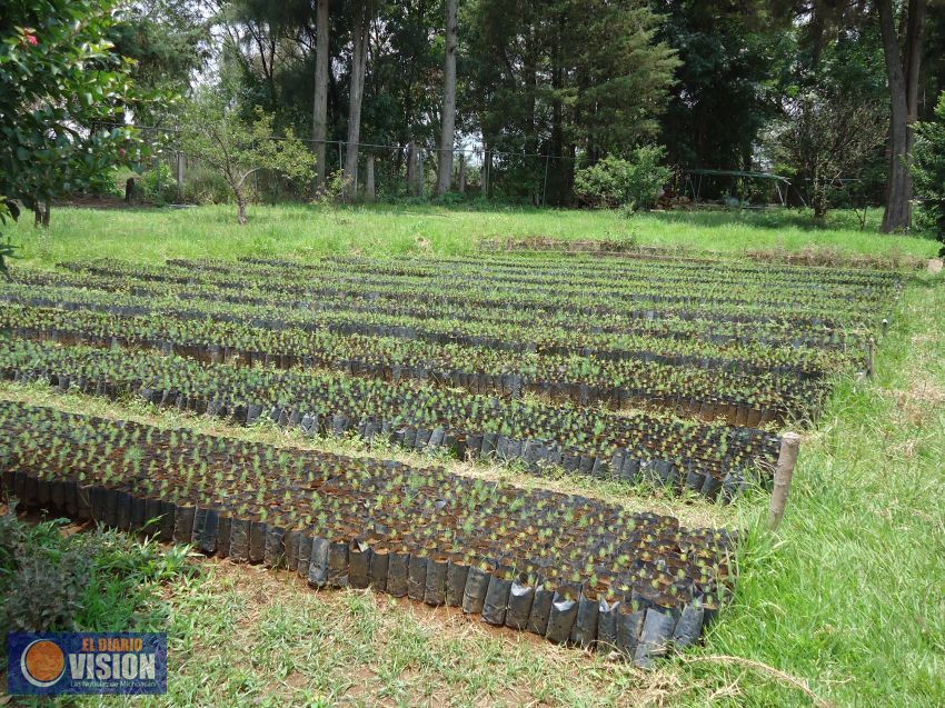Definen la Campaña Estatal de Reforestación 2016
