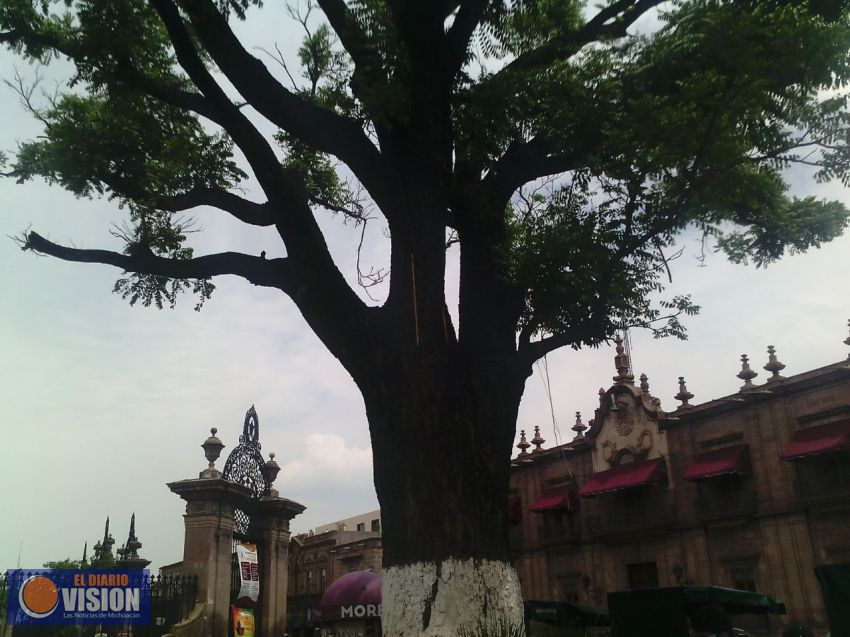 Árboles de Morelia están enfermos, Ayuntamiento los derribará y podará