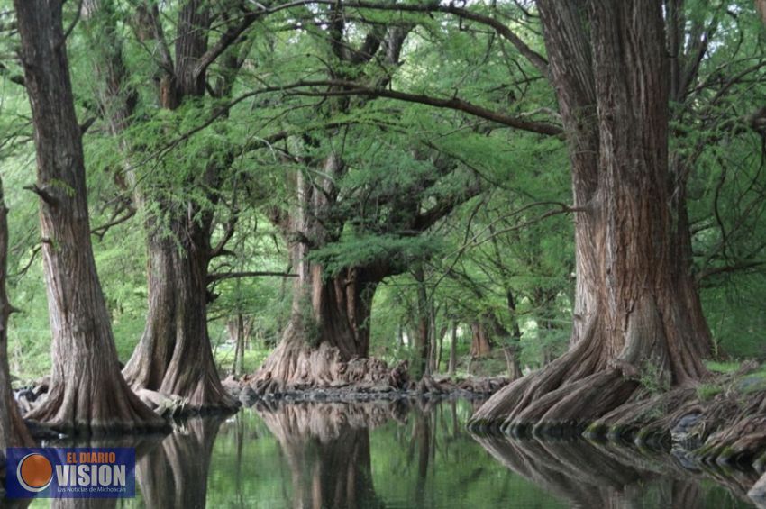 Presentan CONAFOR y Reforestamos México su concurso de Fotografía Forestal y Árboles Majestuosos