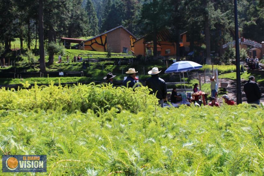 Arrancan tareas de reforestación en el santuario de la Monarca