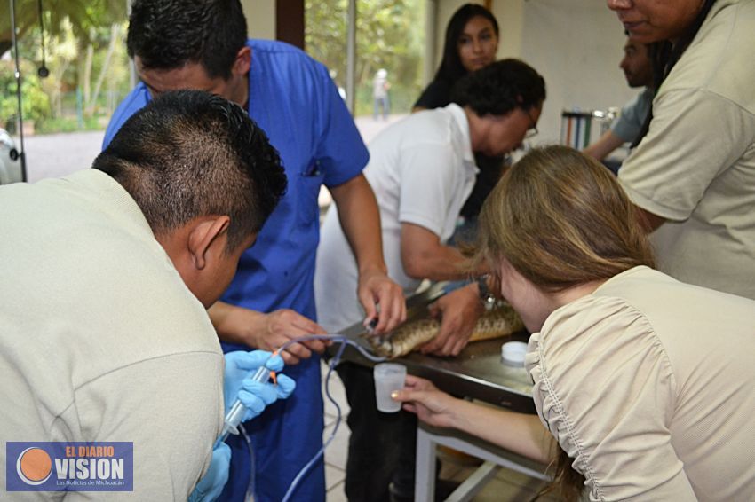Verifican salud de reptiles del Zoológico de Morelia