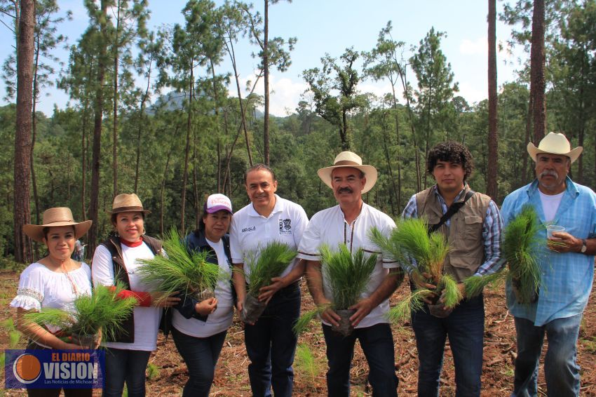 Con éxito se realiza campaña de reforestación de Sigala en Los Reyes y Peribán