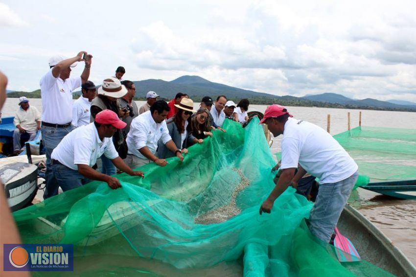 Liberan crías de Pescado Blanco en Lago de Pátzcuaro