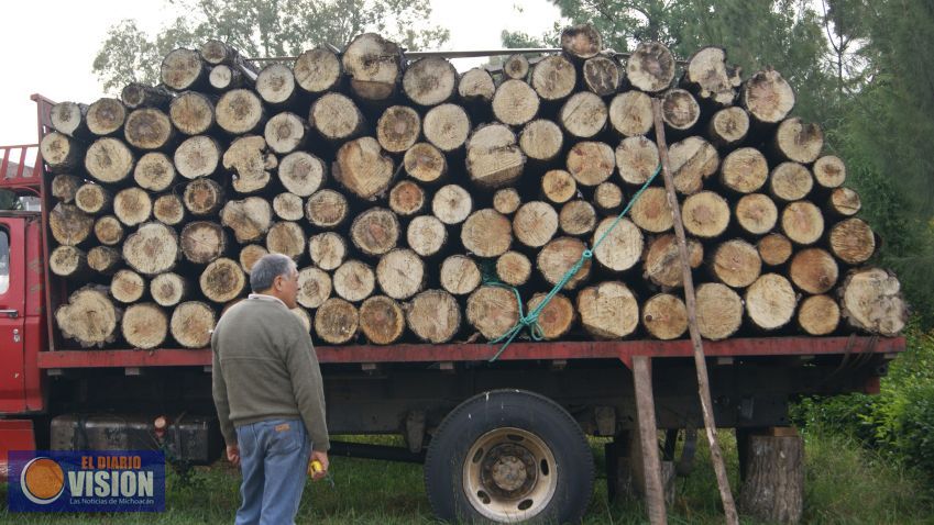 Intensifican tareas de inspección y vigilancia forestal