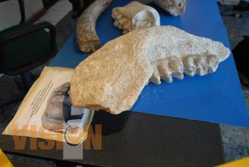 Encuentran restos fósiles de mamut en CU