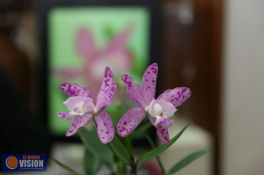 Anuncian el Festival Nacional de la Orquídea en Morelia 