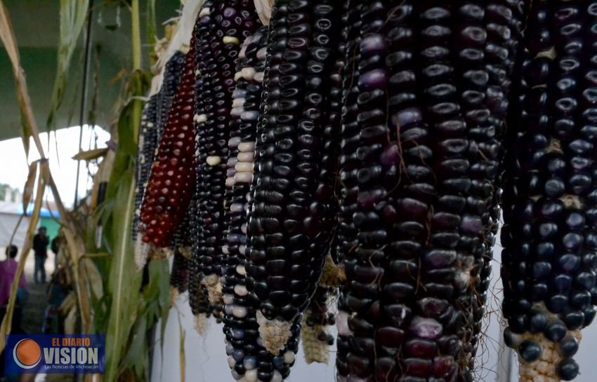 El maíz, el origen del tesoro  gastronómico: Ángel Alonso