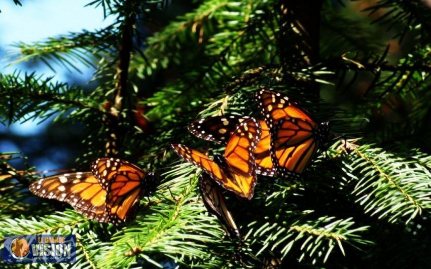 Michoacán se suma a la conmemoración del Día de la Protección de la Naturaleza