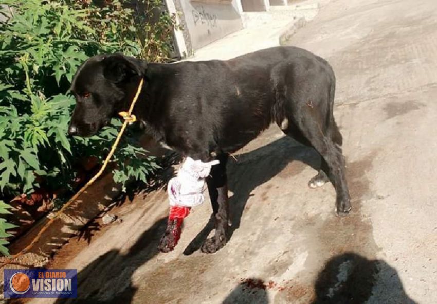 Balean a un perrito en San Isidro Itzícuaro