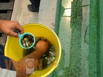 Firman convenio CIDEM y COMPESCA en crías de rana toro